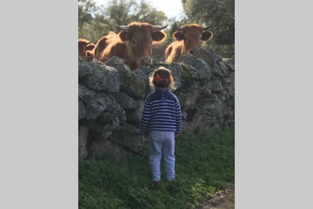 Vuelos De Montana L Montánchez Buitenkant foto